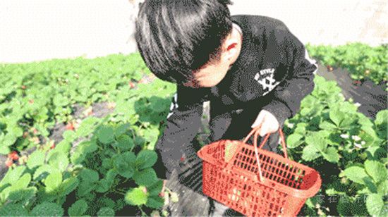 碧桂园·凤凰壹品|“莓”好四月 业主草莓采摘季回顾